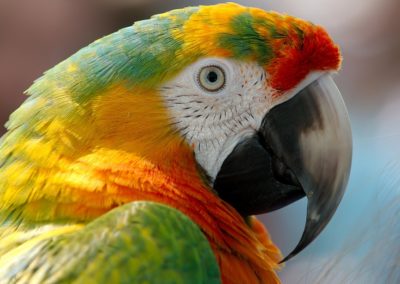 Problèmes de comportement chez le perroquet : le picage
