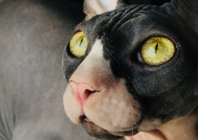 Hygiène et soins des yeux du chat