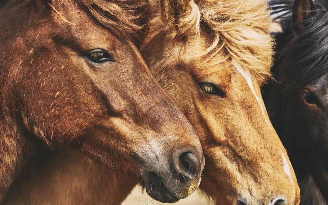 La vermifugation des chevaux