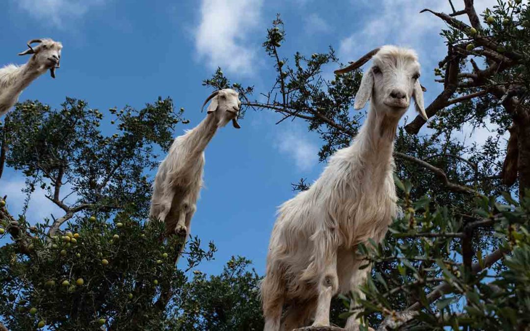 La chlamydiose abortive chez les petits ruminants