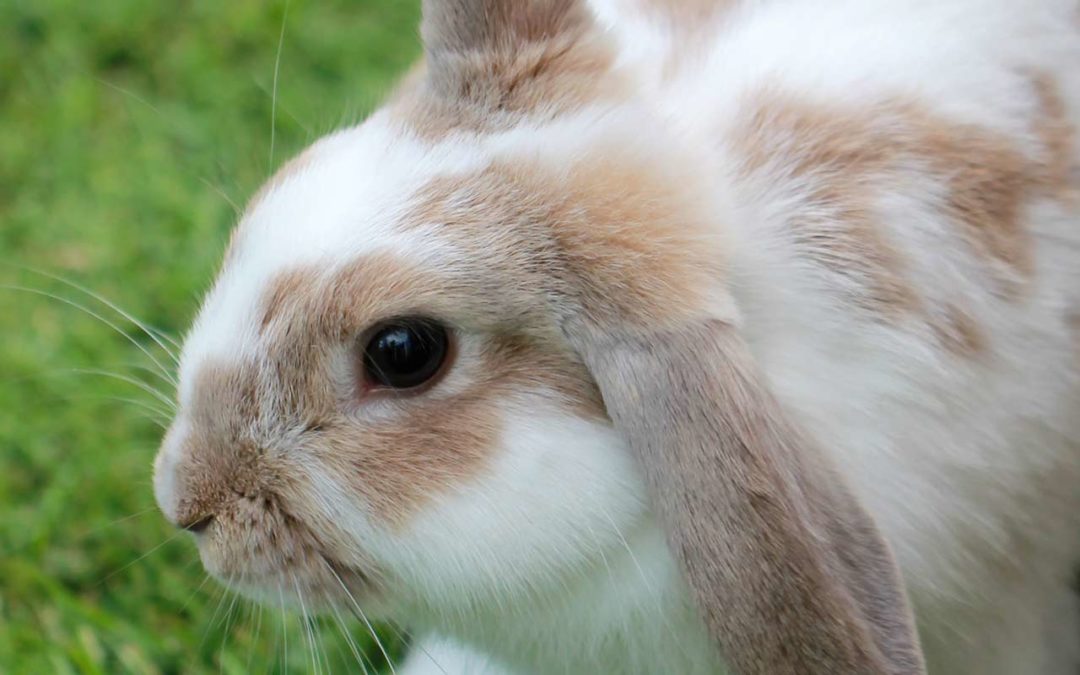 Comment prévenir le coup de chaleur chez le lapin ?