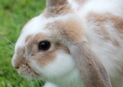 Comment prévenir le coup de chaleur chez le lapin ?