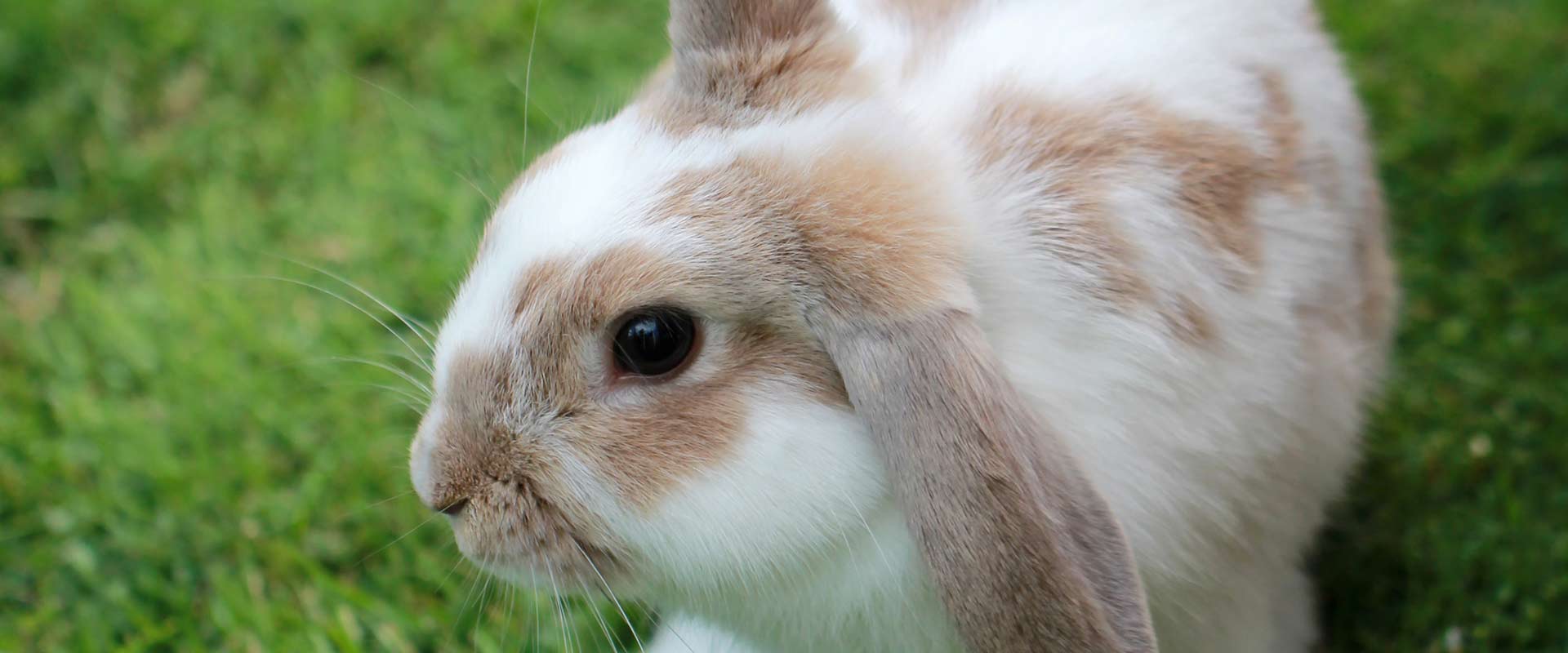 Включи про кролика. Кролик Бонза. Бело коричневый кролик. Крольчонок Бонзо. Желтоватый заяц.
