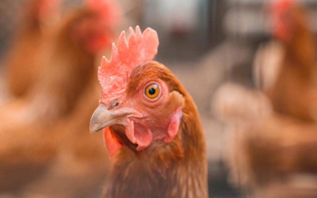 Une poule dans mon jardin ?