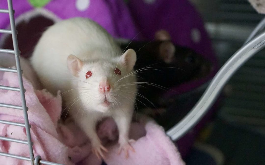Accueillir un rat domestique (1/2) : Présentation