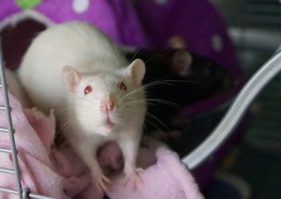 Accueillir un rat domestique (1/2) : Présentation