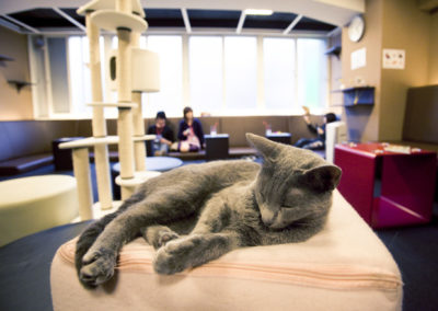 Japon : campagne de sensibilisation de Kitten Cafe Sanctuary